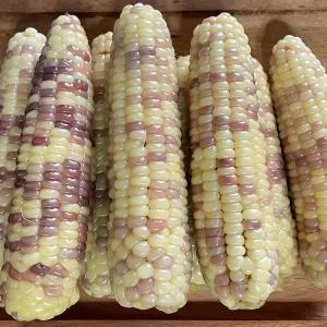 25년 곡성 흑찰옥수수 찐 삶은 옥수수 냉동옥수수 2팩 3팩