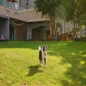 [강원] 소노펫 비발디파크(강원호텔/홍천호텔/홍천소노펫 비발디파크)