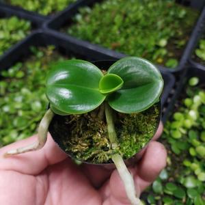 명환 대엽 풍란 고급난 난종류 청옥환 같이 동그란 잎 나도풍란 석부작 목부작 착생란