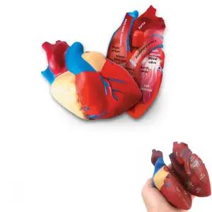 초등학생 인체탐구 용어학습 심장 단면 모형 유아과학교구 인체탐험 과학학습교구 뼈