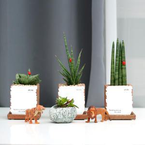 아침향기 미세먼지제거 빈티지시멘트화분 공기정화식물  스투키 모음전