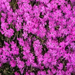 꽃잔디(홍설) 30개 포트