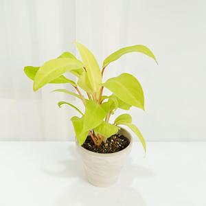 갑조네 필로덴드론 레몬라임