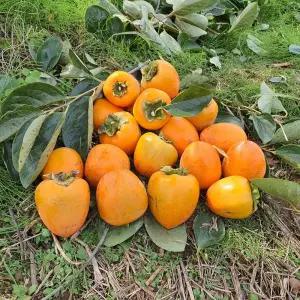 감 대봉 땡감 떫은감 둥시감 곶감용감5kg 10k