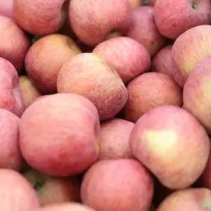 [일농]25년 첫 수확 청송 햇 부사 사과 5kg