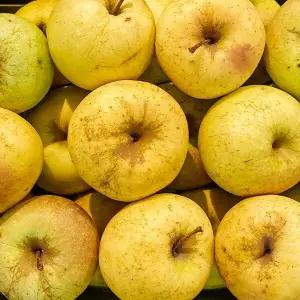 [신세계라이브쇼핑]안동 시나노골드 사과 10kg내외 쥬스용/흠과/크기랜덤