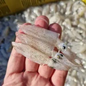 국내산 생물 호래기 500g 꼴뚜기 횟감