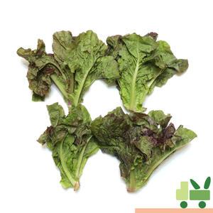 쫑상추 (절이지 상추) 1Kg