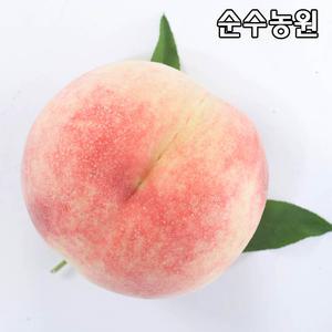 복숭아나무 묘목, 백도(천중도) 결실주 R3cm(분) 1개/유실수/과실수