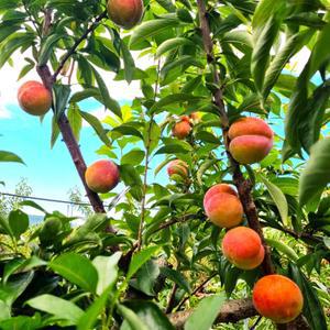 김천 자두 대석자두 포모사 후무사자두 피자두 왕자두