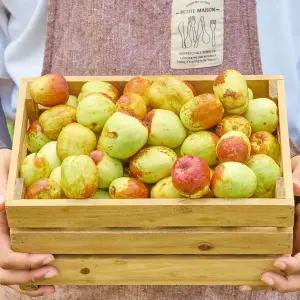 높은 당도로 껍질째 아삭! 먹으면 반하는 사과대추 특 1.5kg