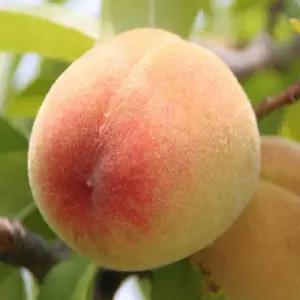 복숭아나무 묘목(유명백도) 결실주 R3cm 분묘1개