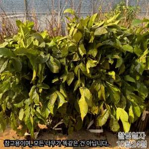 호두나무 묘목 (신령) 실생 2년 유실수 정원수 노지월동 가능 (목하원예조경)