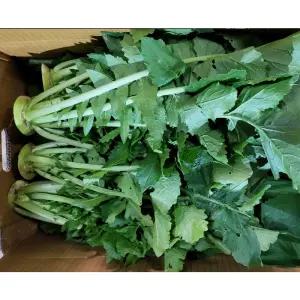 강원도 정선 무없는 생무청 6kg 시래기용 김치용 무청