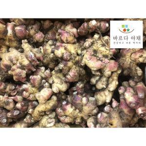 바르다야채 국내산 햇생강 3kg~10kg