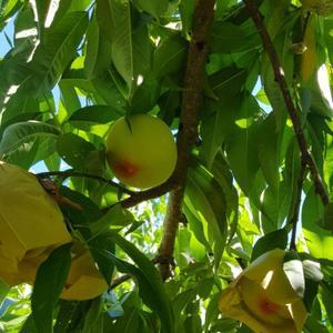 복숭아나무묘목 접목1년생 백도복숭아 원백도, 올유명, 마도카,  경봉, 천중도, 유명,아부백도