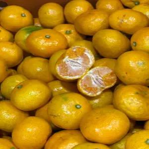 제주 고당도 당도선별 타이벡 감귤 2s s m 로얄과