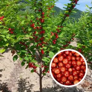 앵두나무  빨간 열매가 탐스러운 앵두 3년생결실주