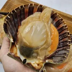 노르웨이 세척 대왕 가리비 2kg