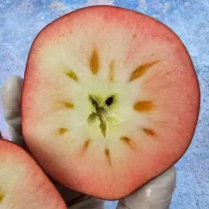 싱싱햇 엔부사과 애플피치 복숭아 사과 3kg 5kg