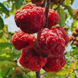 2025년 익산 백제 꾸지뽕열매 5kg(냉동)