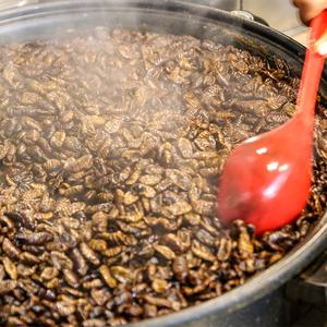 냉동 번데기 4kg 대용량 벌크 업소용 기본 술안주 뻔데기탕