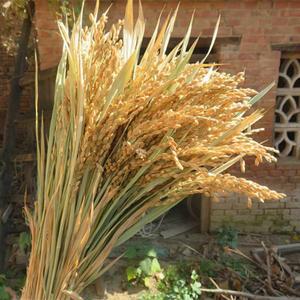 벼 조화 이삭 가을 매장 데코장식 벼모형 꾸미기 50개 컬러 벼이삭