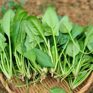 만경강변 뻘흙에서 키운 영양 시금치 1.5kg