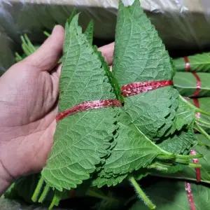 깻잎 곡성 묶음깻잎 20묶음 (200장) 야채맘