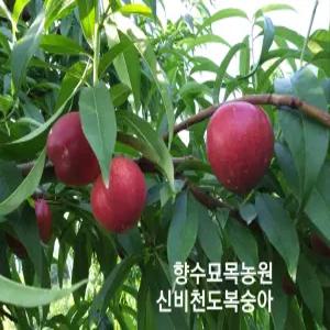 향수묘목농원  복숭아나무 천도 복숭아 2년생 분묘(신비)
