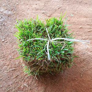 토종 천연잔디 18cm x 18cm 60장 산소 정원 잔디