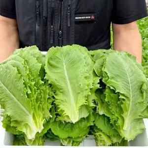 [사계절청년농부]농장 산지직송 싱싱한 로메인 상추 1kg