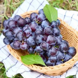 고당도 프리미엄 머루포도 2kg(4~6수)
