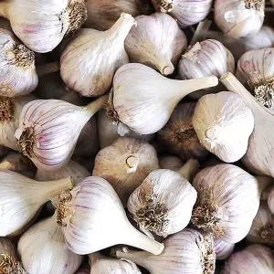알싸한 토종 의성마늘 대 3kg(한접/100개 내외/4cm 이상)