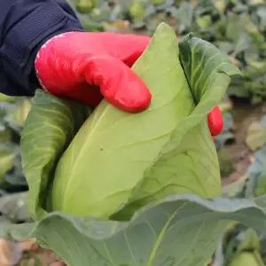 영양많고 신선한 제철 제주 꼬갈 고깔양배추 5kg