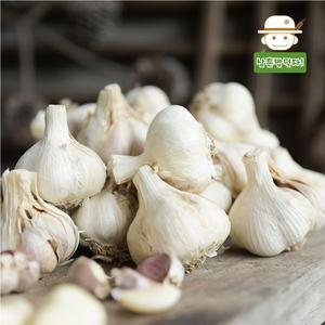 [삼촌밥먹자]무안직송 수확 황토밭 통마늘(대서/대) 1kg 밭마늘