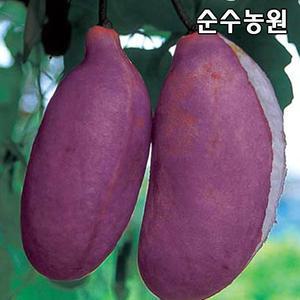 홍화으름(대과종)나무 묘목 키1.8~2.0m 결실주(분)/과실수/유실수 묘목