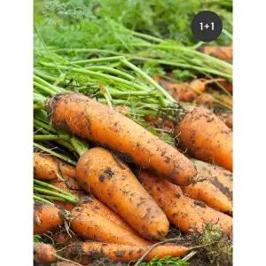 [하프클럽/초록한입]국내산 유기농 당근 2kg (1+1/총4kg) 전남 곡성