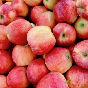 Fresh 새콤달콤 의성햇사과 가정용 못난이 흠과 소과 5.0kg 25-33과