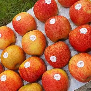 [다오소농수산] 향긋 달콤 엔비사과 3kg