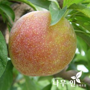 [나무인] 자두나무묘목 2개(왕자두 추희자두 대석자두 피자두)