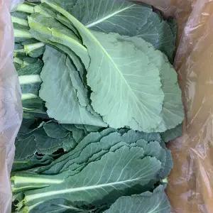 국내산 주스용 쌈채소용 케일 500g