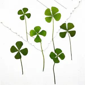 생화 네잎클로버 압화 12매 진공포장 발송 레진아트