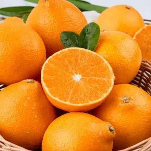 갤러리아 제주 새콤달콤 가정용 황금향 소과 1kg (7-10과)