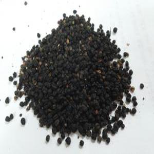 땅두릅씨앗 1000립/독활씨앗/휴면타파 종자