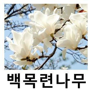 목련나무 묘목 백목련 성목 R3cm 개화주 개별택배