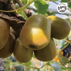 제주레드키위 5kg 대과[70-90g 내외]