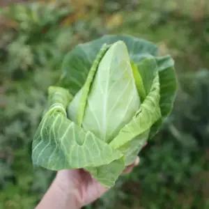 제주 햇 꼬깔 양배추 5kg