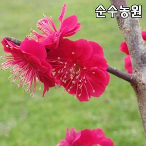 비매(홍매화/노하도홍) 나무 묘목 개화주 R4cm(분) 1개/꽃나무/조경수