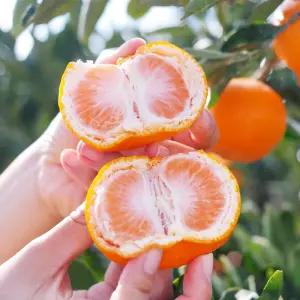 고당도 제주 조생 노지 감귤 10kg